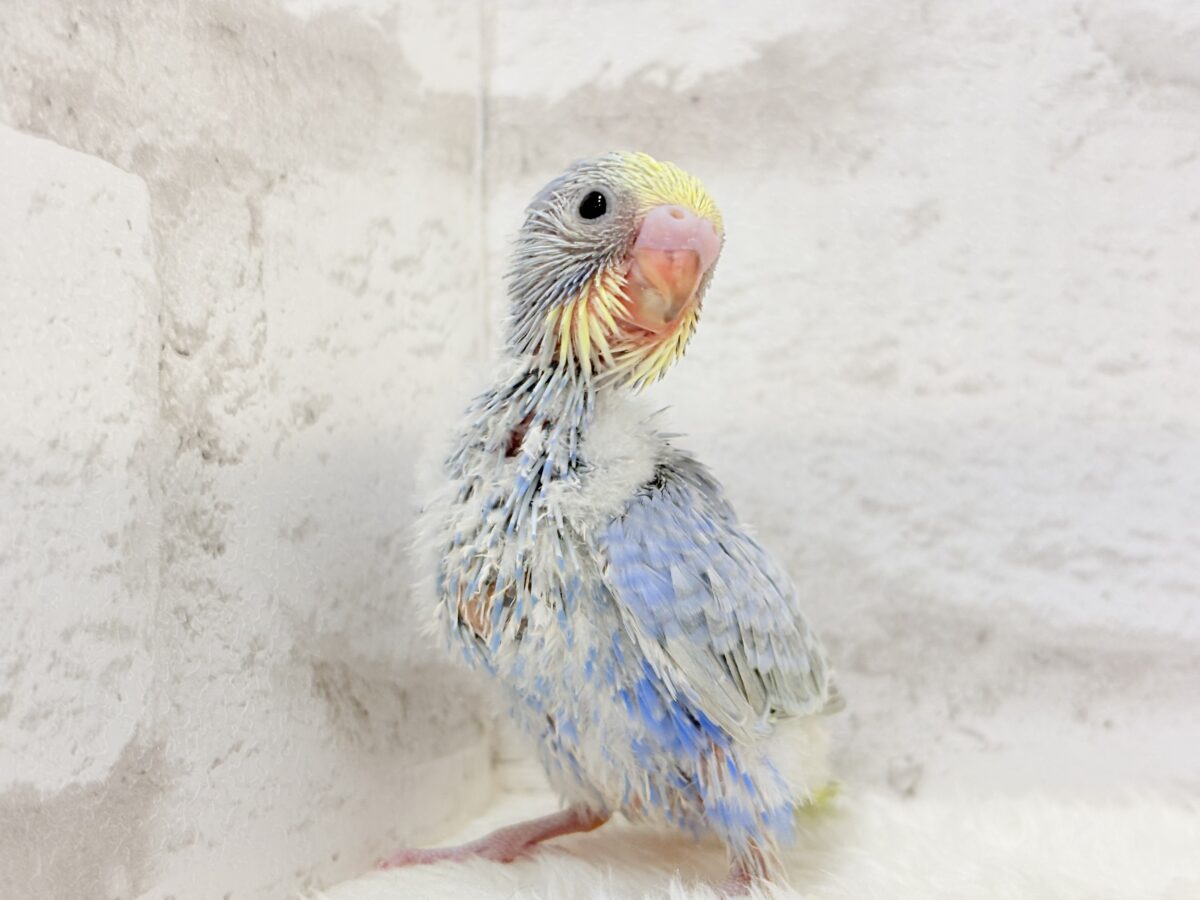 優しいパープルでリラックス〜🐣🫧セキセイインコ(パステルレインボー) ヒナ セキセイインコ