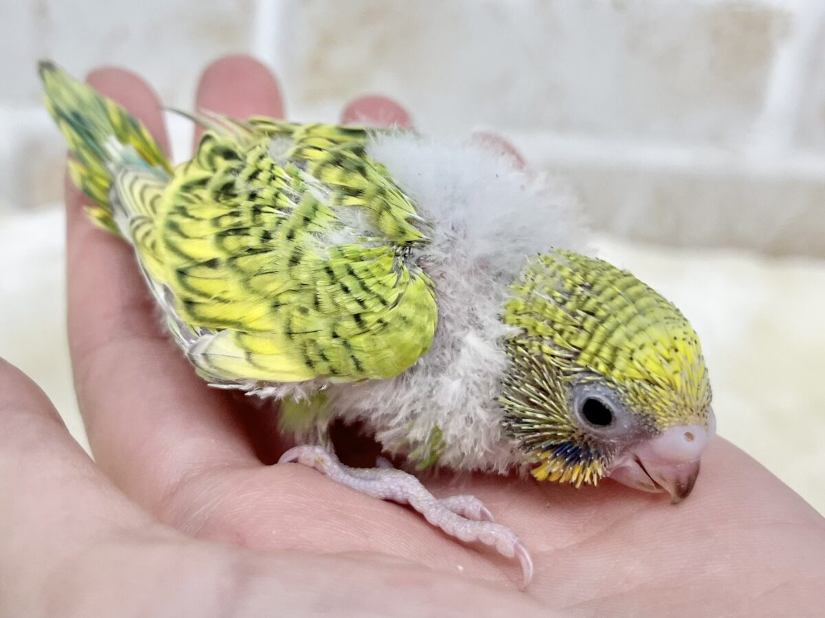セキセイインコ