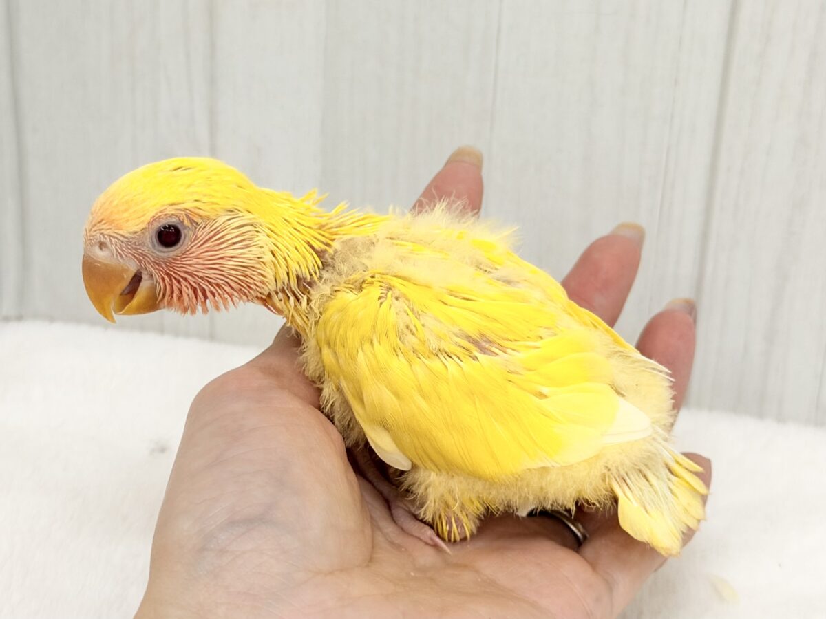 コザクラインコ（小桜インコ）