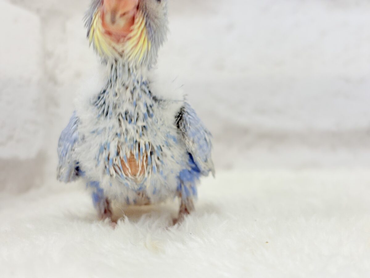 優しいパープルでリラックス〜🐣🫧セキセイインコ(パステルレインボー) ヒナ セキセイインコ