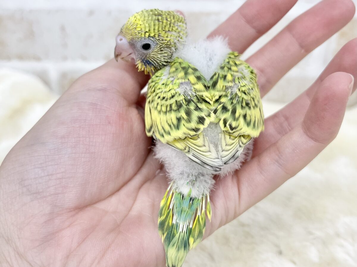 ちびちびスパングル🐥💚✨ セキセイインコ セキセイインコ