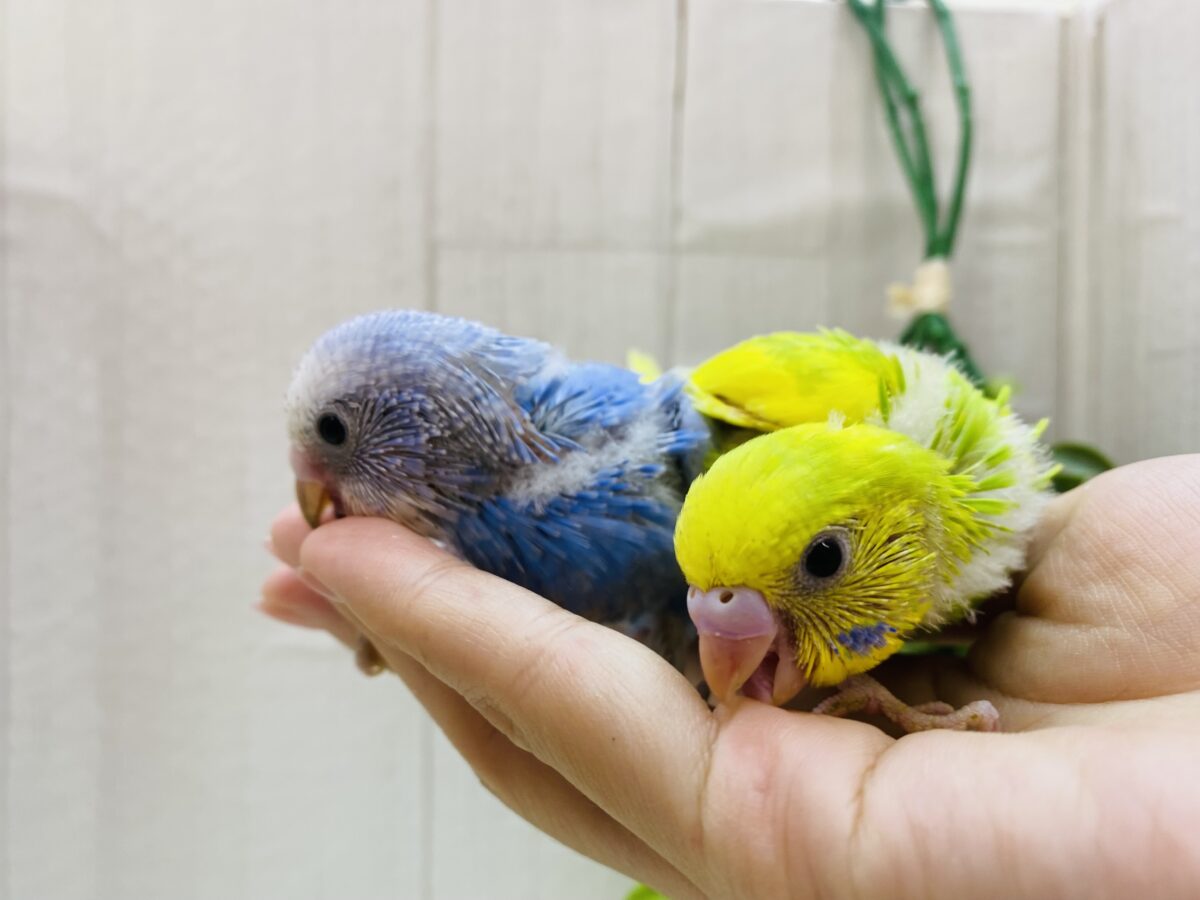セキセイインコ