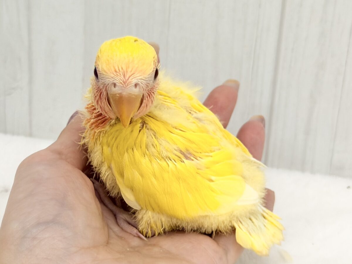 コザクラインコ（小桜インコ）