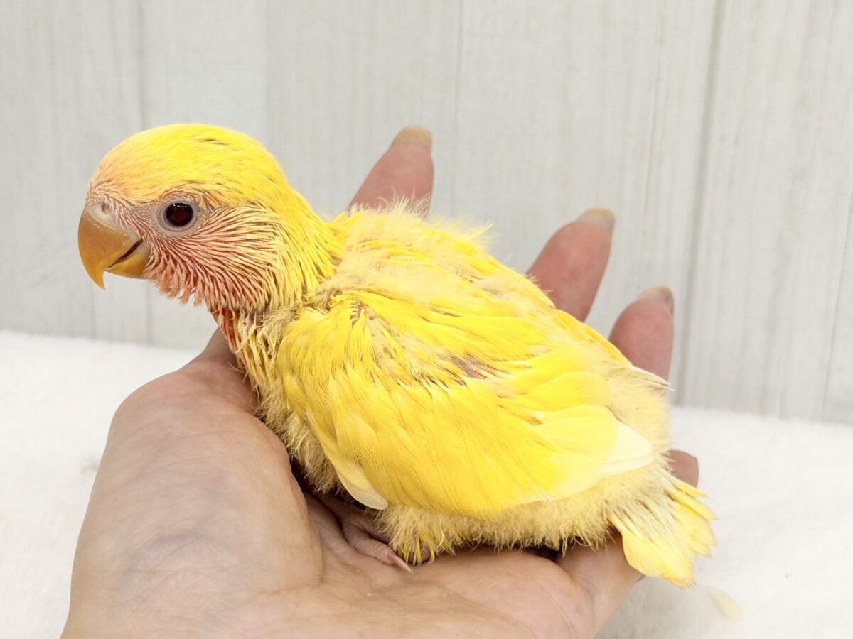 コザクラインコ（小桜インコ）