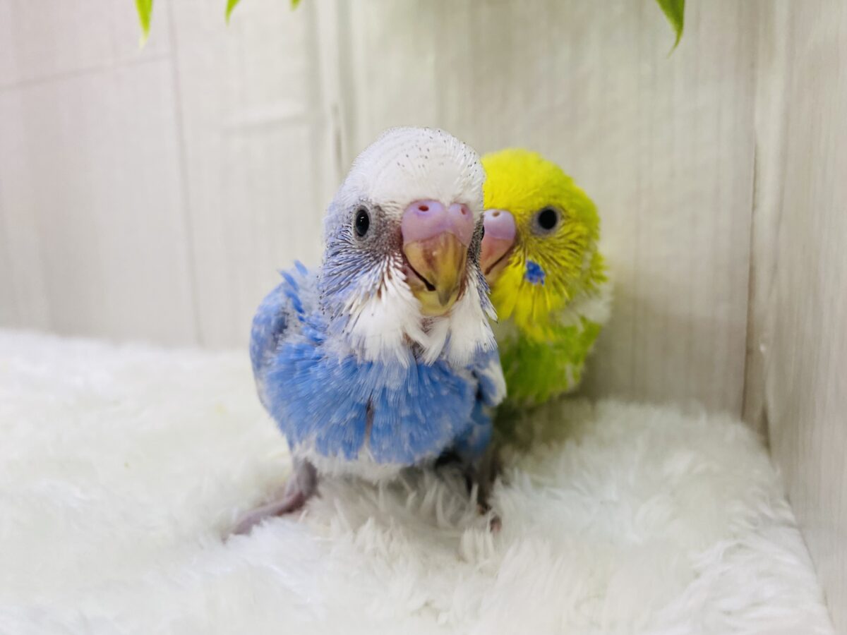 セキセイインコ