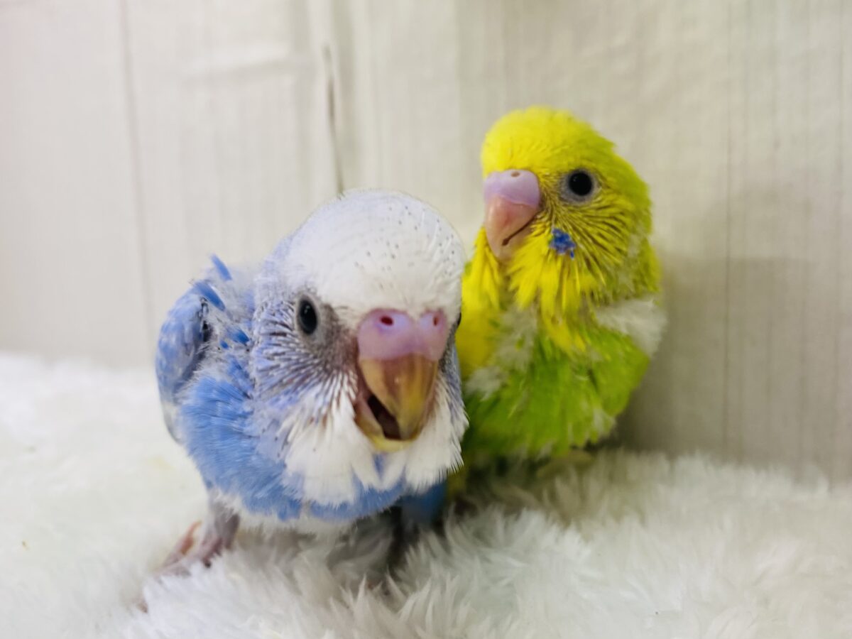 レース模様のオシャレ番長🎀✨セキセイインコスパングル！