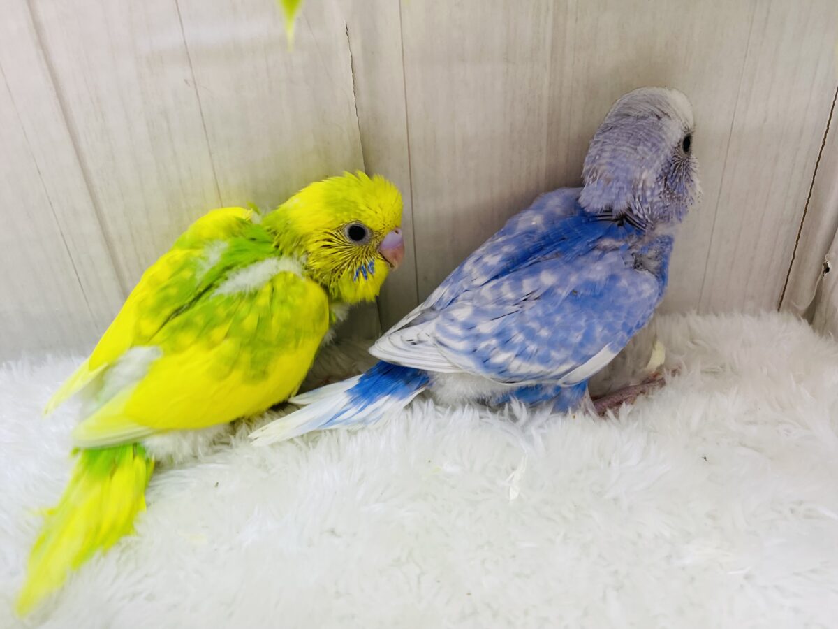 セキセイインコ