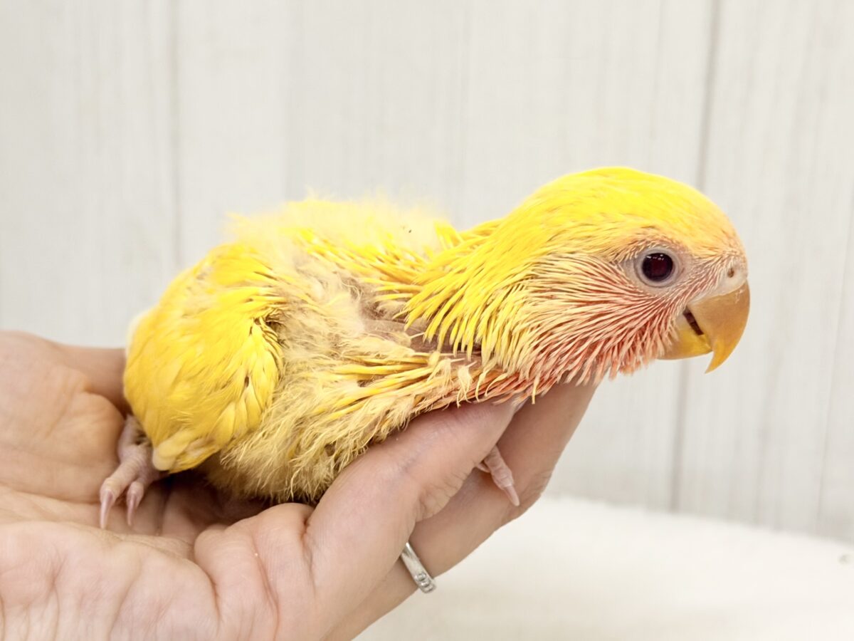 コザクラインコ（小桜インコ）
