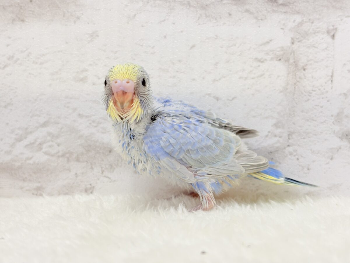 セキセイインコ