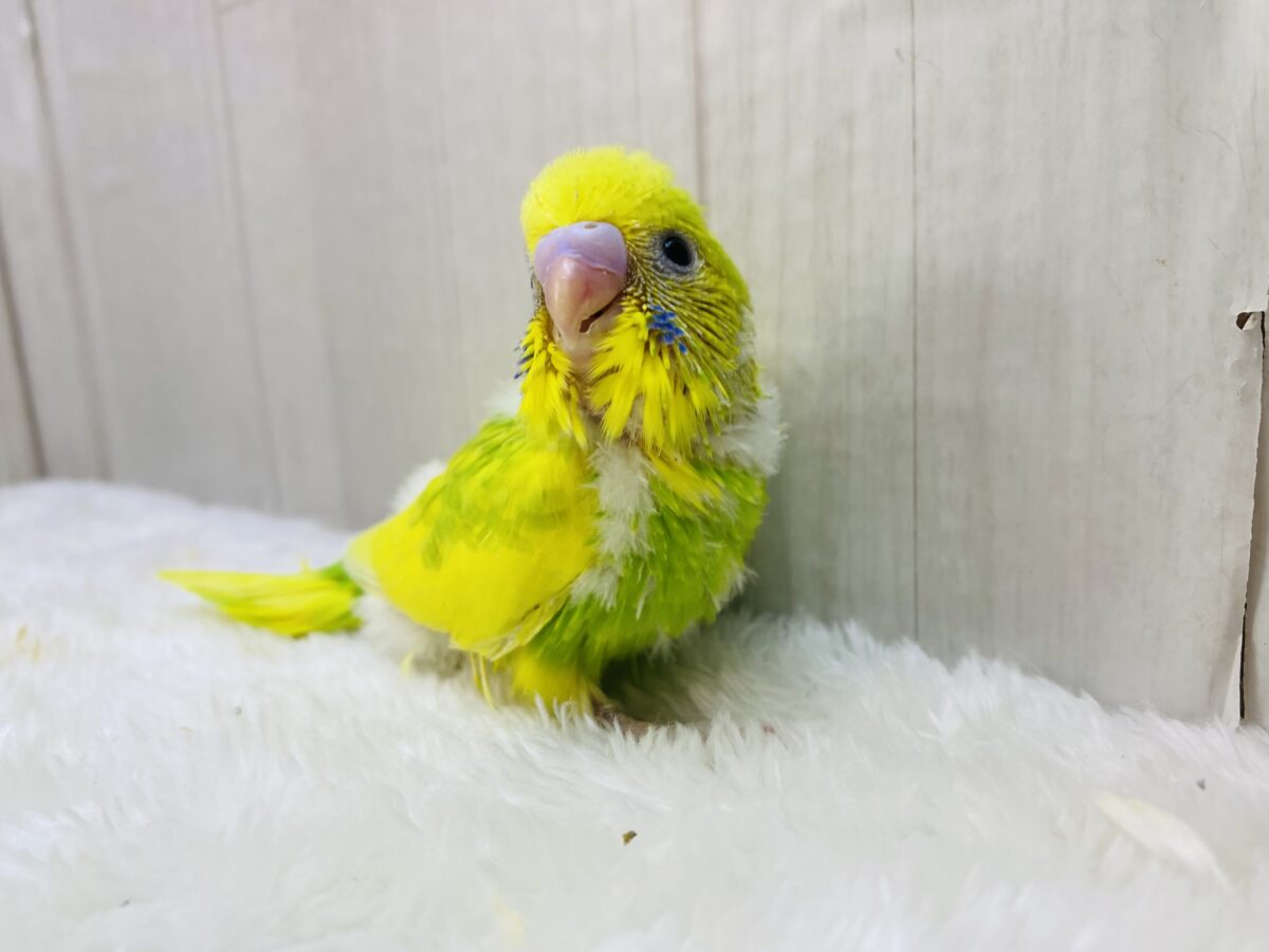 セキセイインコ