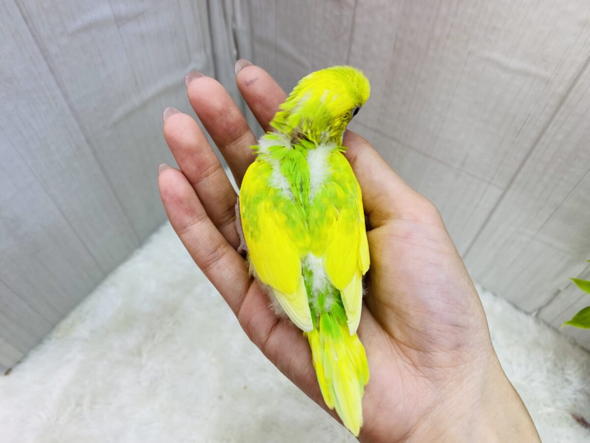 セキセイインコ