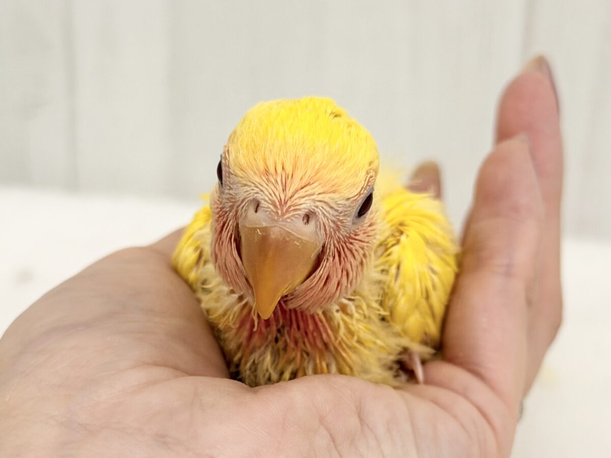 コザクラインコ（小桜インコ）