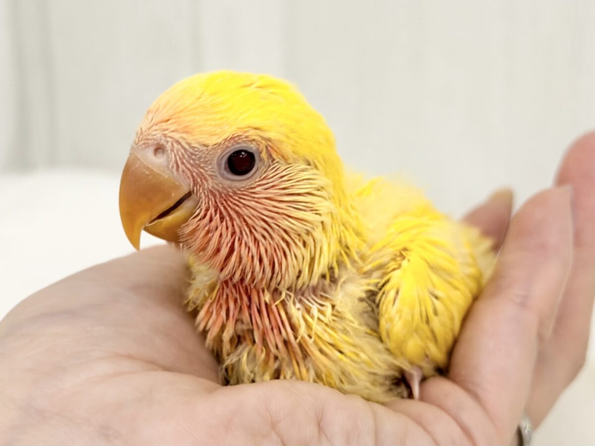 コザクラインコ（小桜インコ）