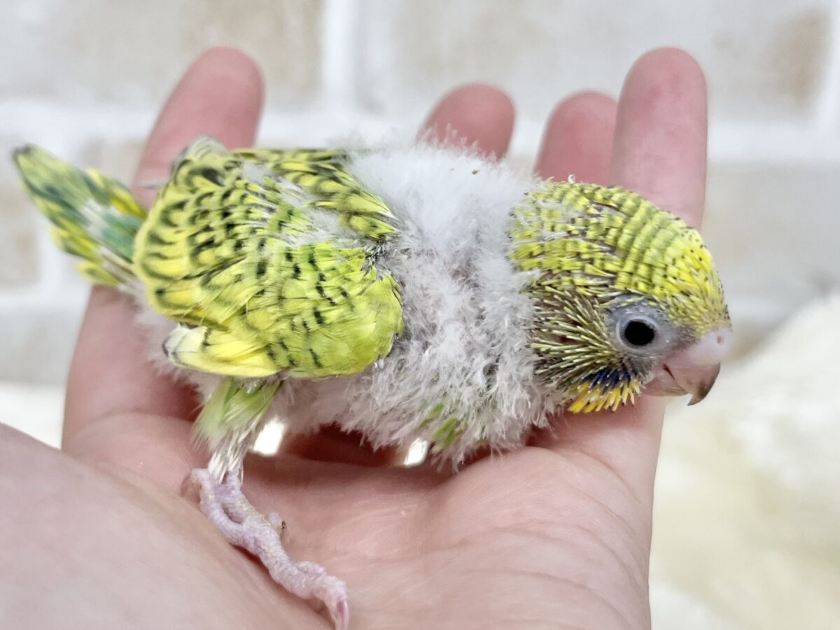 セキセイインコ
