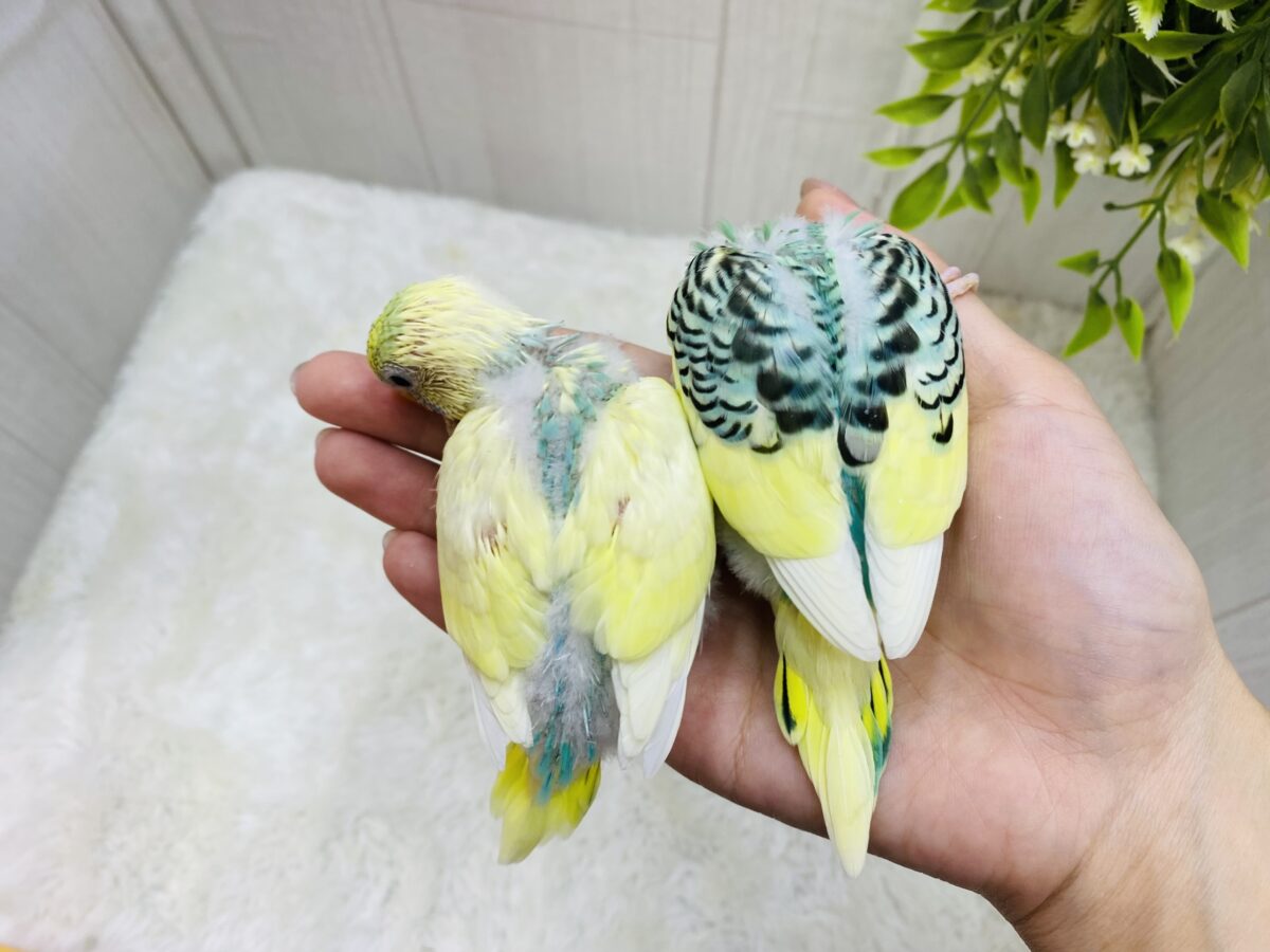 セキセイインコ