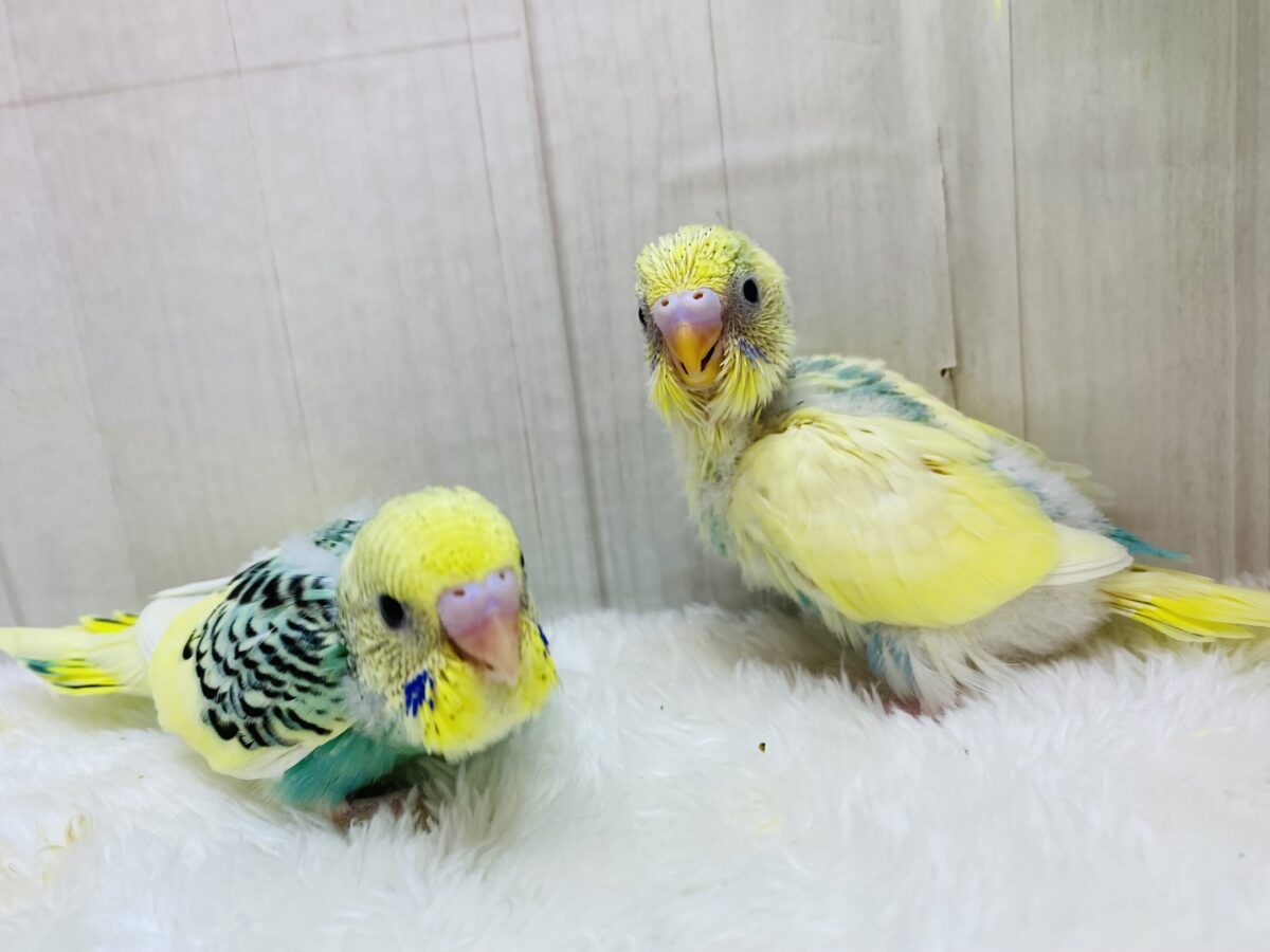 セキセイインコ
