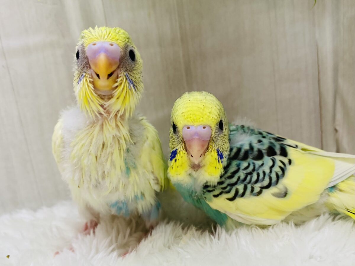 ふんわり優しめカラーにキュンです🫰💕セキセイインコパステルカラーレインボーパイド！！