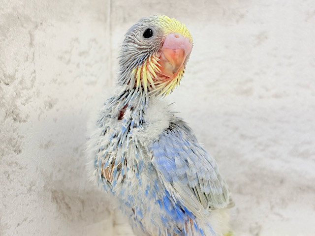 優しいパープルでリラックス〜🐣🫧セキセイインコ(パステルレインボー) ヒナ 優しいパープルでリラックス〜🐣🫧セキセイインコ(パステルレインボー) ヒナ