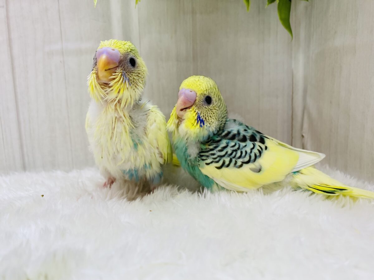 セキセイインコ