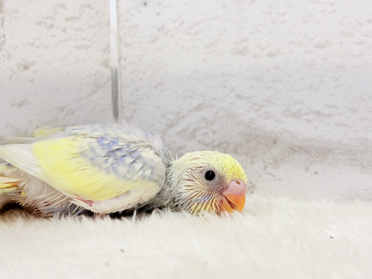 お花みたいな可愛らしい色味の子🐣♬*°セキセイインコ(パステルレインボーパイド) ヒナ セキセイインコ