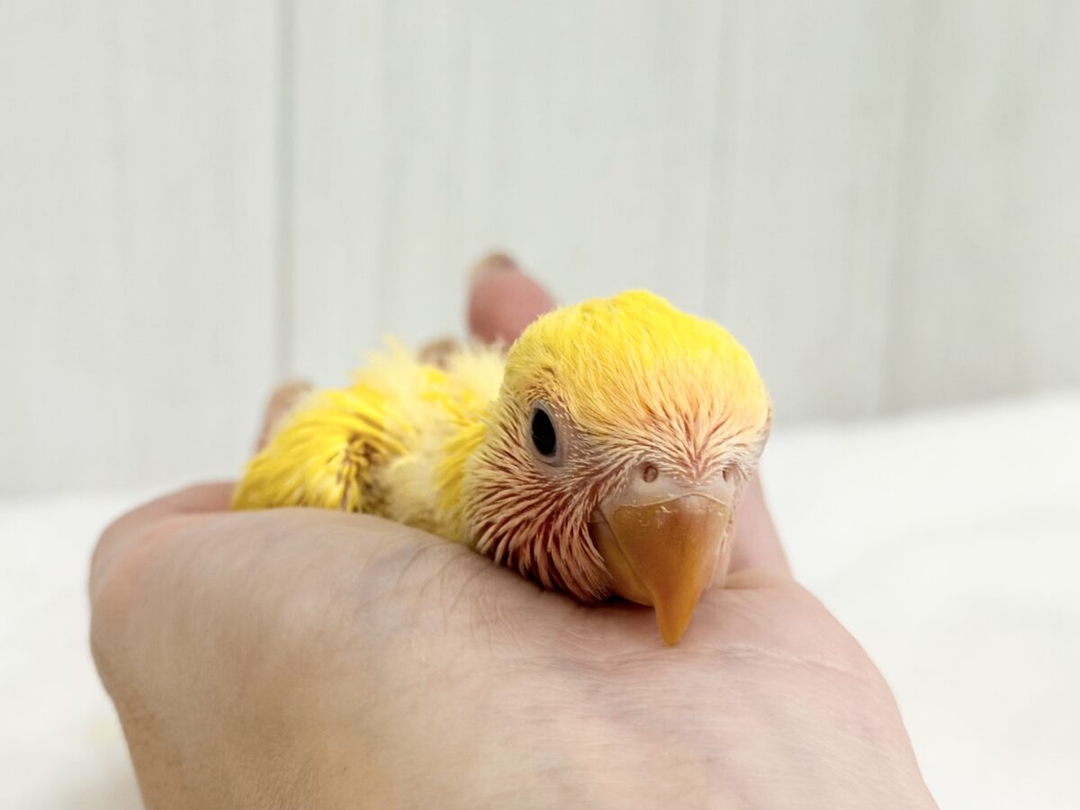 コザクラインコ（小桜インコ）