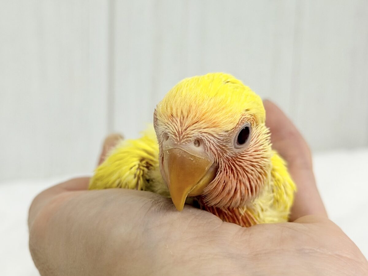 コザクラインコ（小桜インコ）