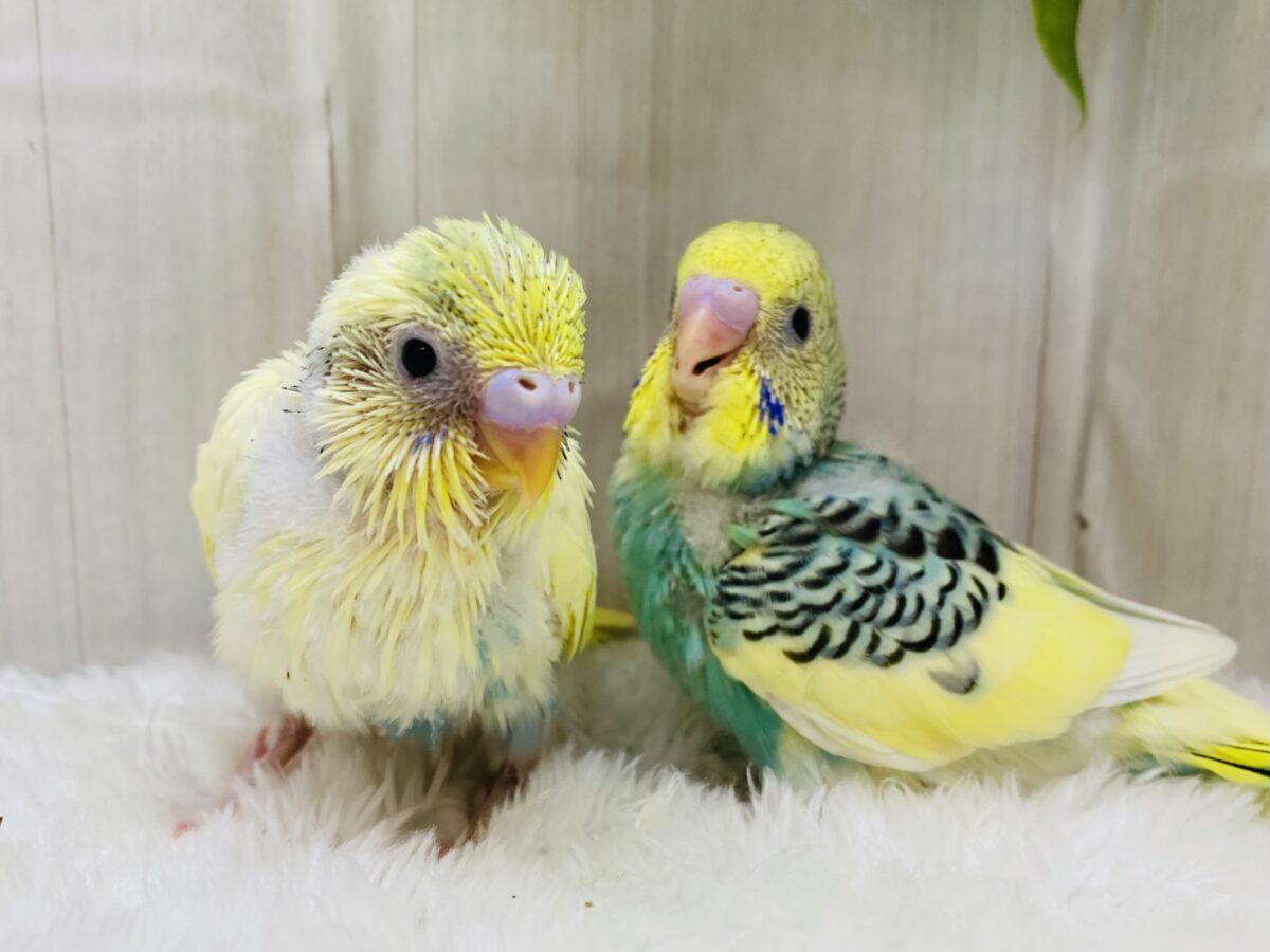 セキセイインコ