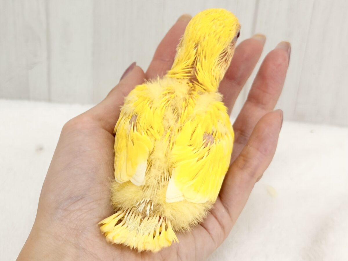コザクラインコ（小桜インコ）