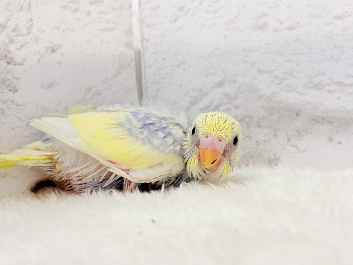 お花みたいな可愛らしい色味の子🐣♬*°セキセイインコ(パステルレインボーパイド) ヒナ セキセイインコ