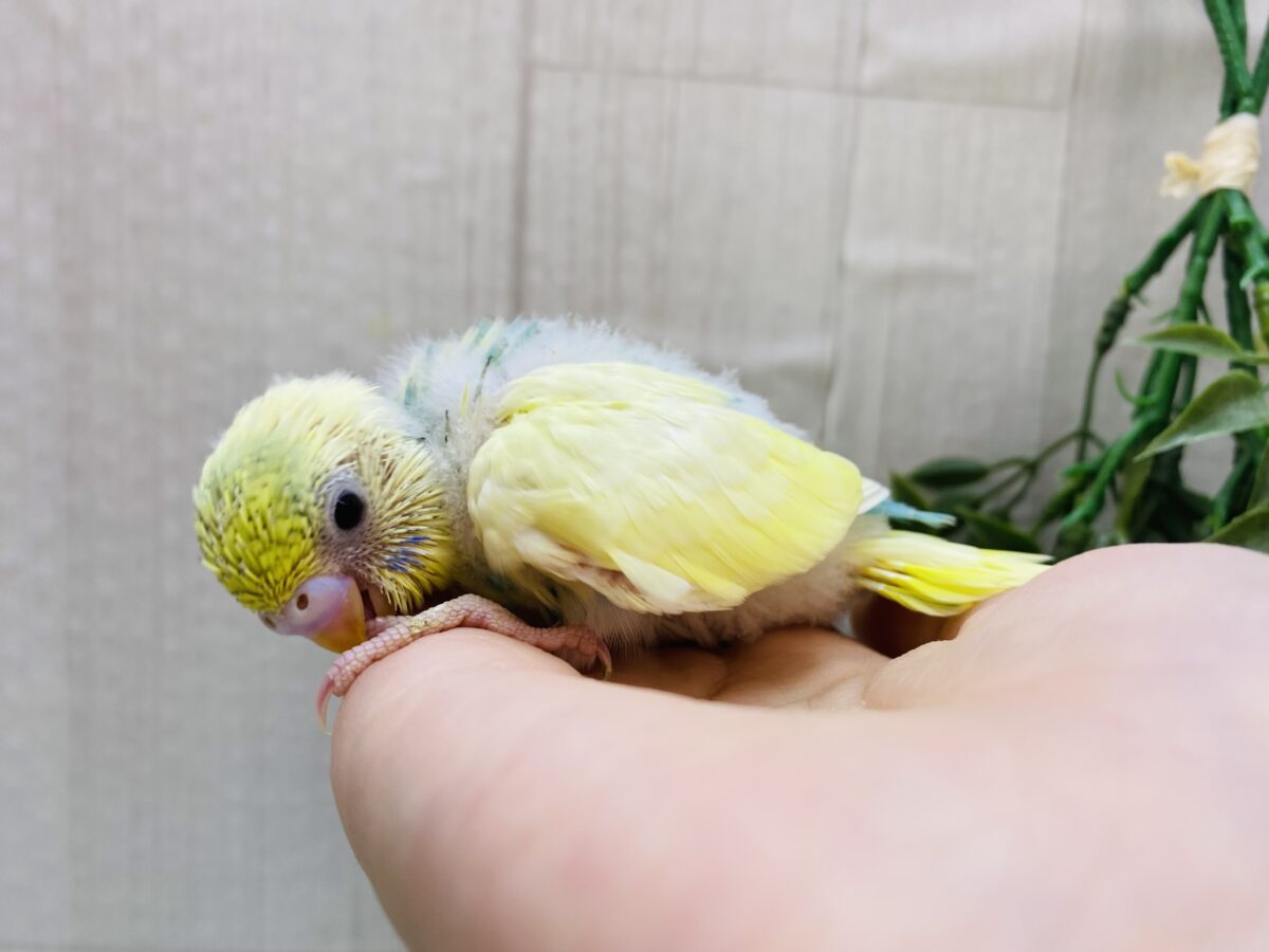 セキセイインコ