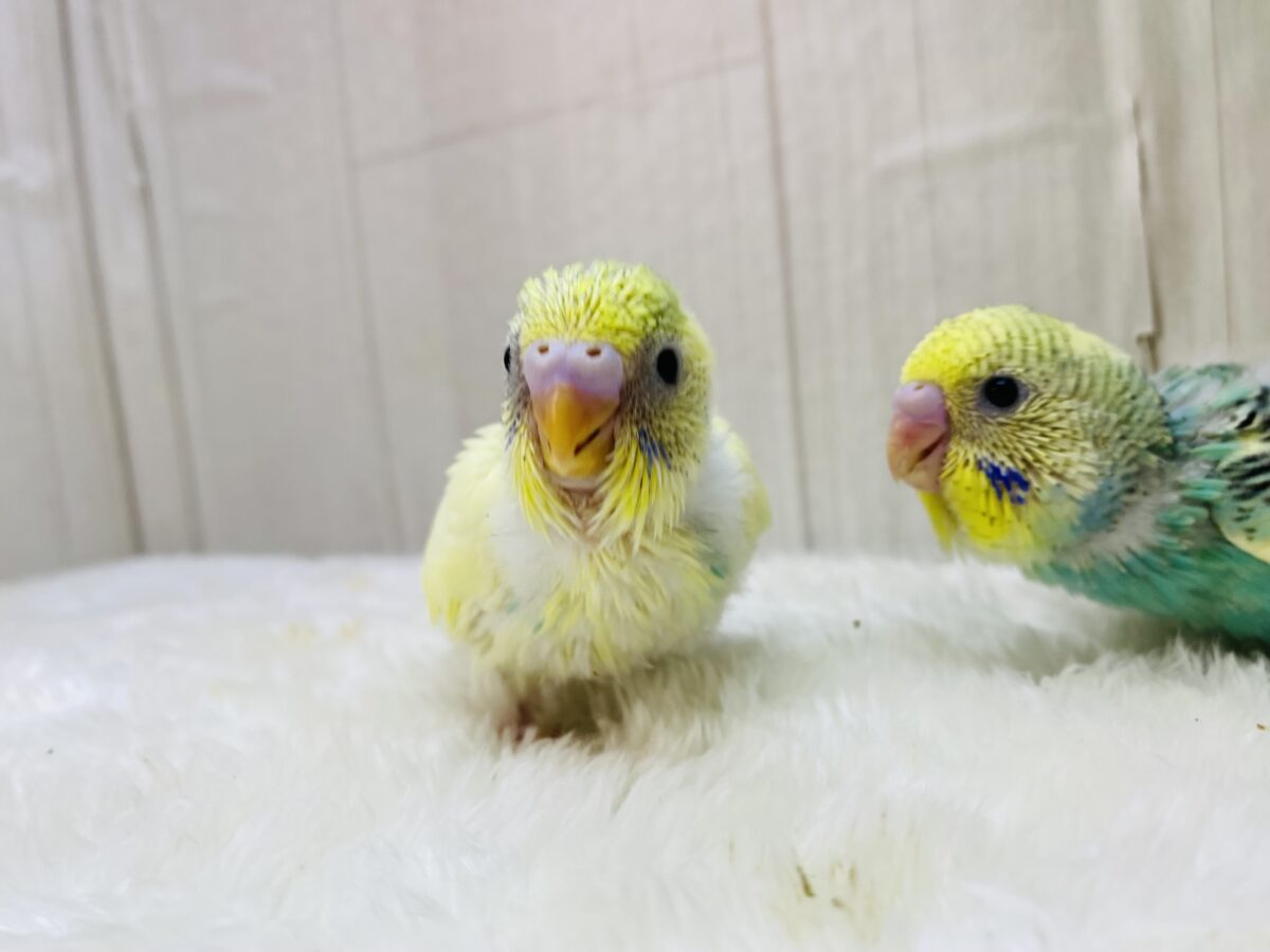 セキセイインコ