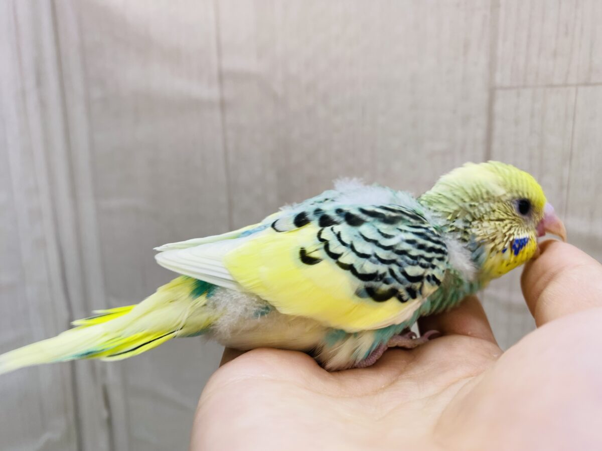セキセイインコ