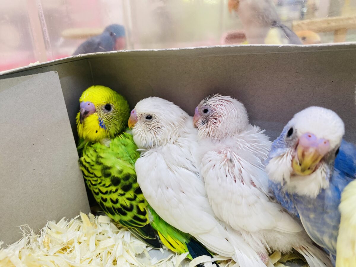 セキセイインコ