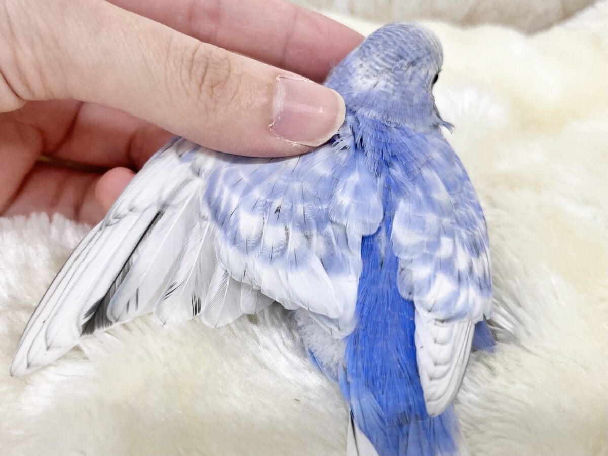 深いブルーがキレイ💙✨ セキセイインコ(ブルースパングル) セキセイインコ