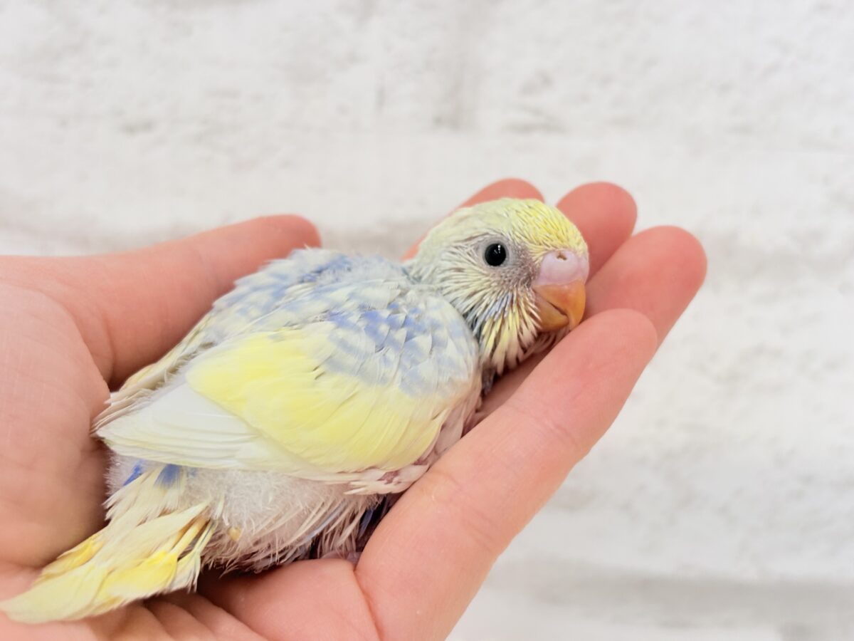 お花みたいな可愛らしい色味の子🐣♬*°セキセイインコ(パステルレインボーパイド) ヒナ セキセイインコ