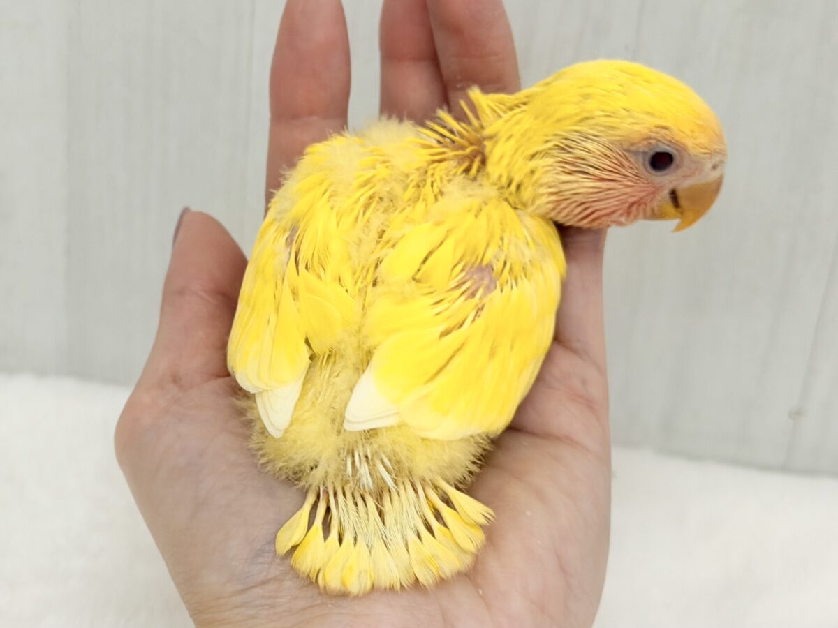コザクラインコ（小桜インコ）