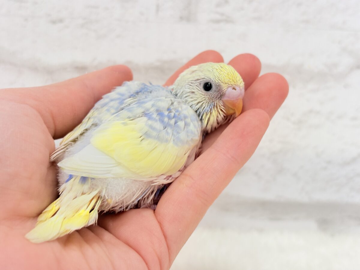 お花みたいな可愛らしい色味の子🐣♬*°セキセイインコ(パステルレインボーパイド) ヒナ セキセイインコ