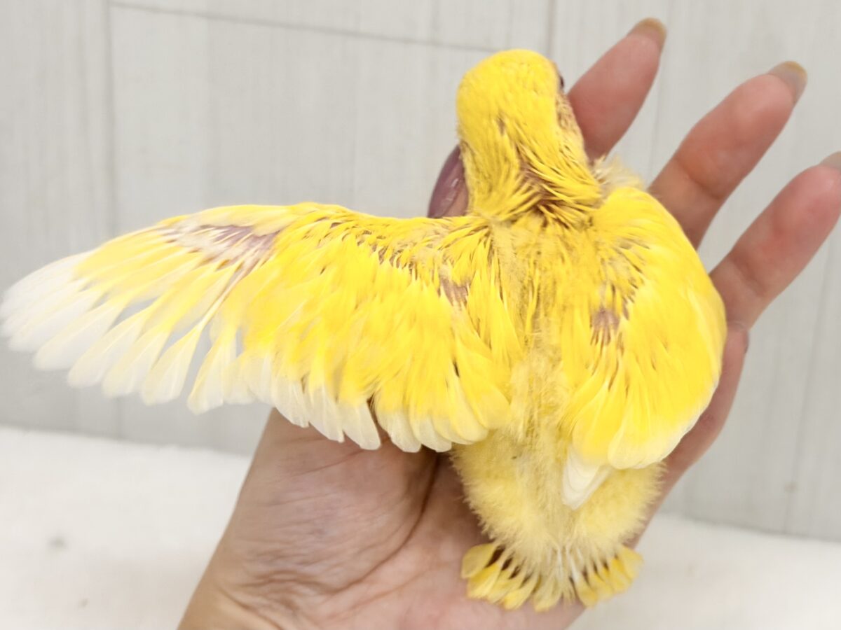 コザクラインコ（小桜インコ）