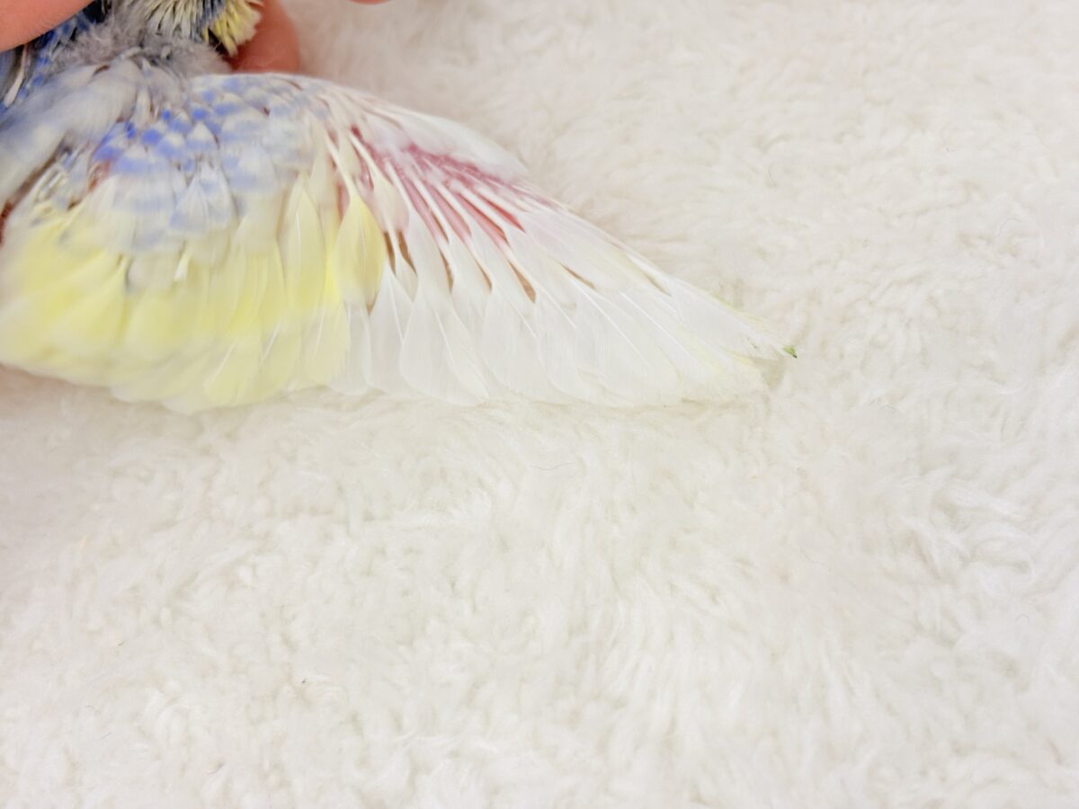 お花みたいな可愛らしい色味の子🐣♬*°セキセイインコ(パステルレインボーパイド) ヒナ セキセイインコ