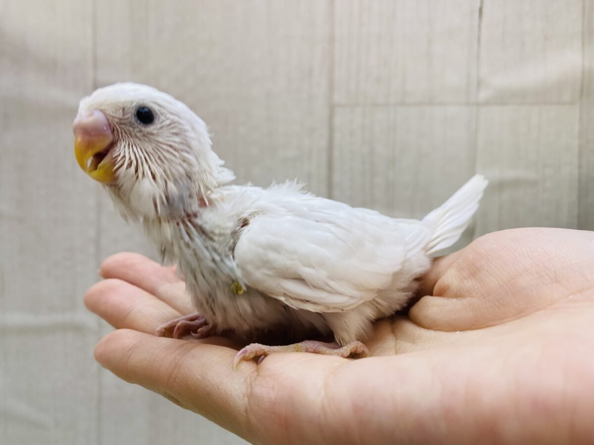セキセイインコ