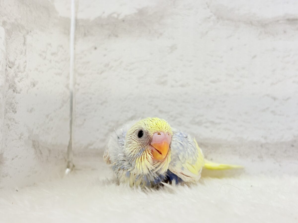 お花みたいな可愛らしい色味の子🐣♬*°セキセイインコ(パステルレインボーパイド) ヒナ セキセイインコ