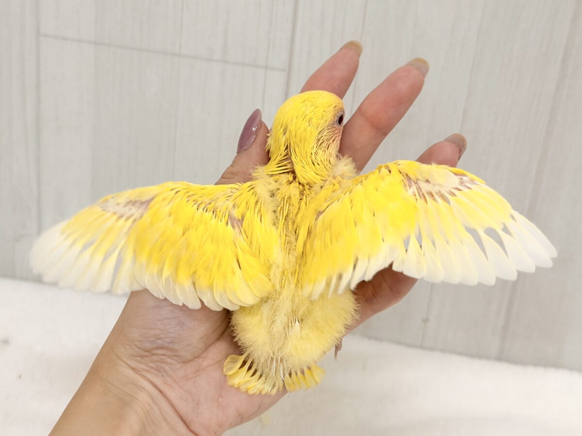 コザクラインコ（小桜インコ）