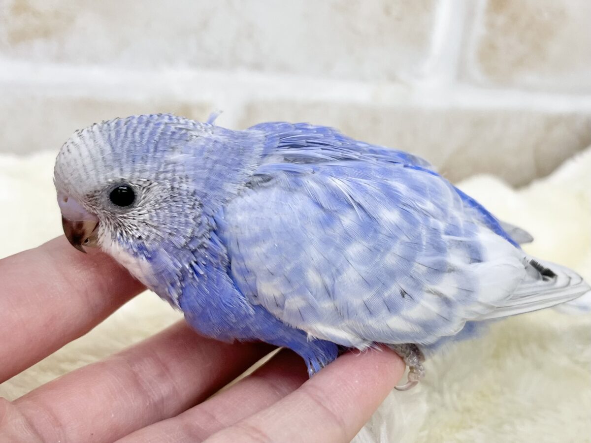 深いブルーがキレイ💙✨ セキセイインコ(ブルースパングル) セキセイインコ