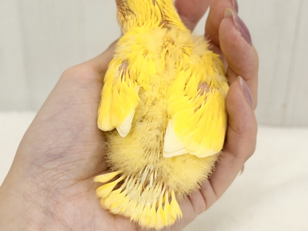 コザクラインコ（小桜インコ）