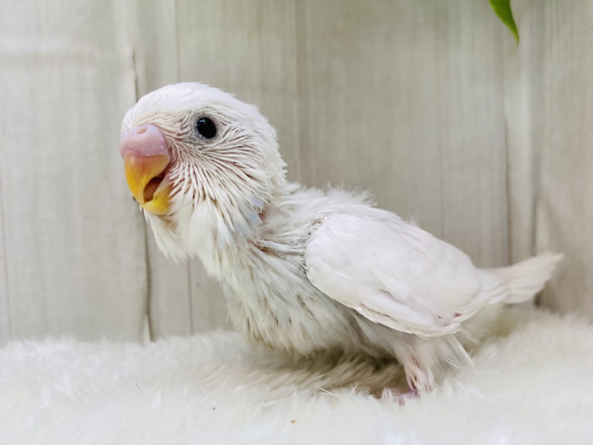 薄っすらブルーが可愛さマシマシに〜🩵セキセイインコダブルファクター✨