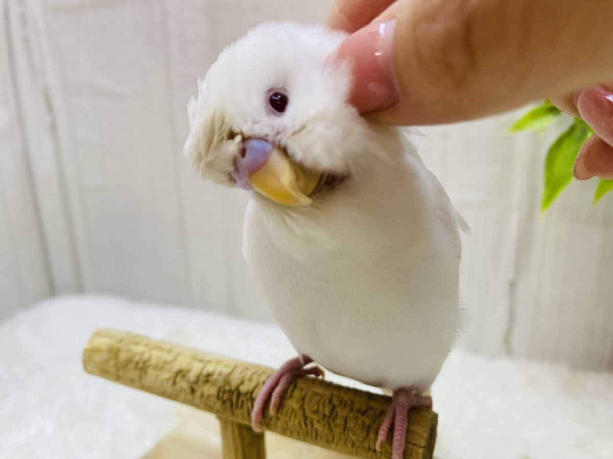 説明画像です