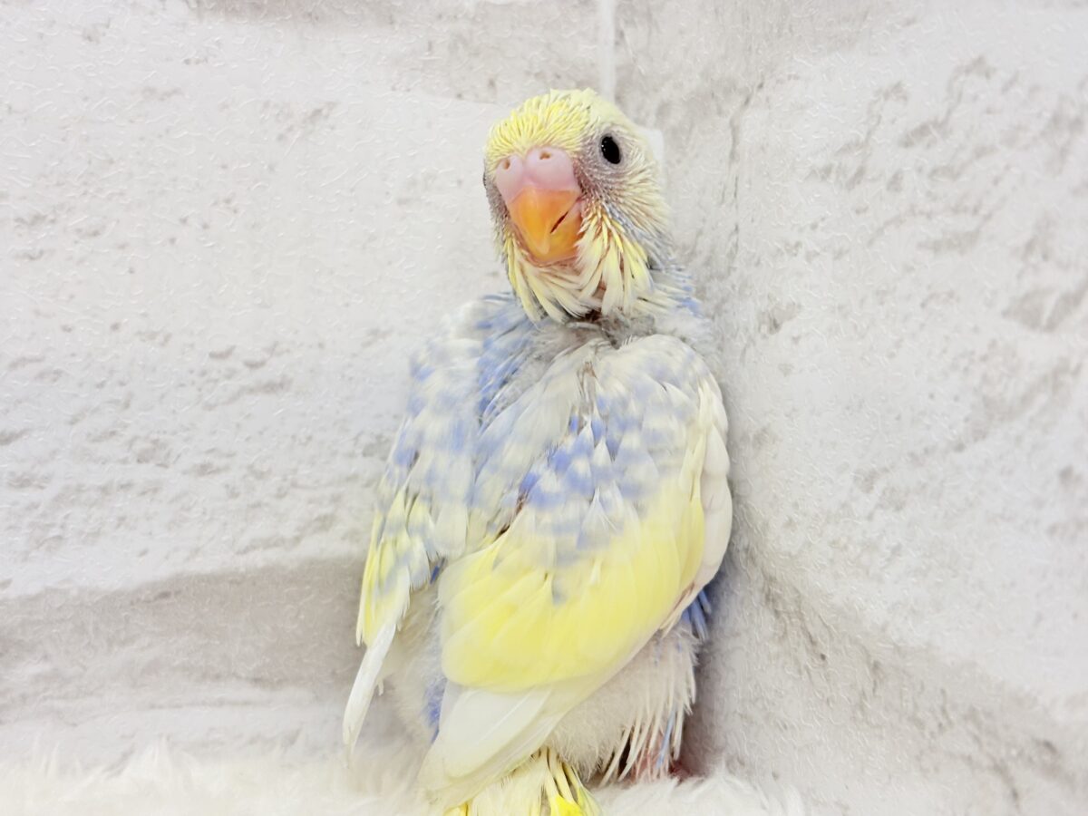 お花みたいな可愛らしい色味の子🐣♬*°セキセイインコ(パステルレインボーパイド) ヒナ セキセイインコ