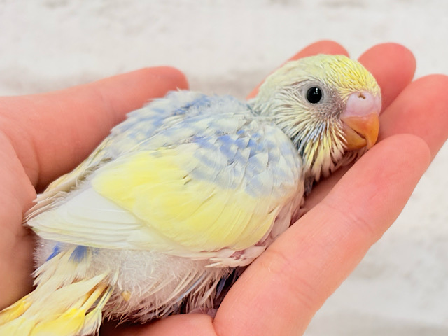 お花みたいな可愛らしい色味の子🐣♬*°セキセイインコ(パステルレインボーパイド) ヒナ お花みたいな可愛らしい色味の子🐣♬*°セキセイインコ(パステルレインボーパイド) ヒナ