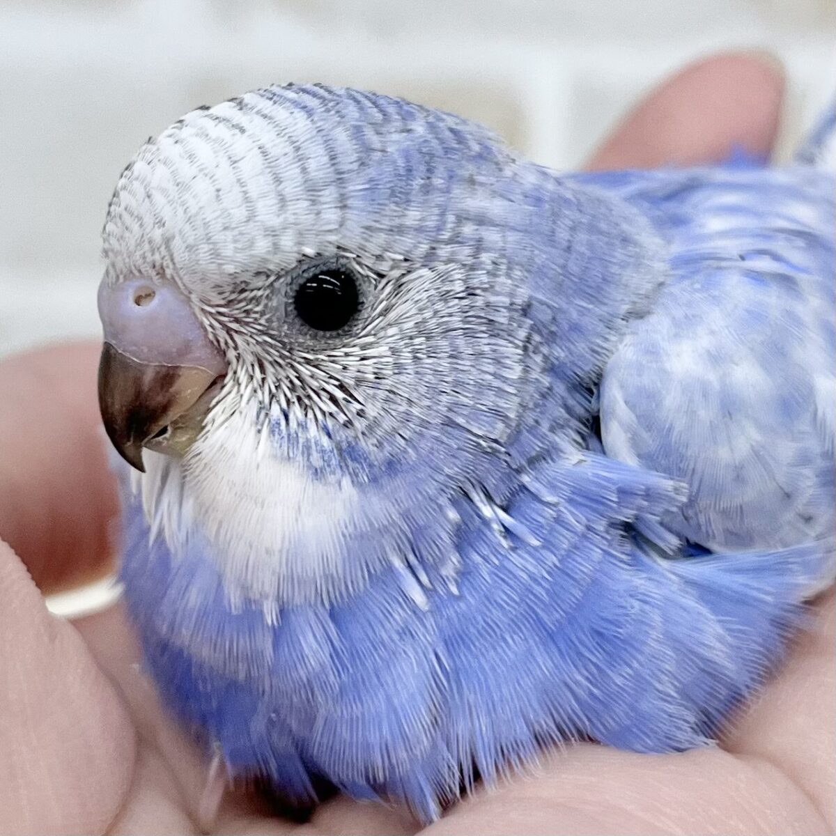 深いブルーがキレイ💙✨ セキセイインコ(ブルースパングル) 深いブルーがキレイ💙✨ セキセイインコ(ブルースパングル)