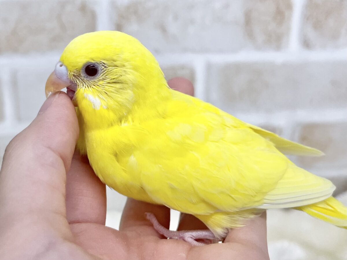セキセイインコ